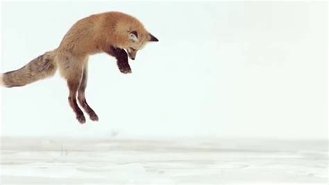 Fox Dives Headfirst Into Snow In Slow Motion Youtube