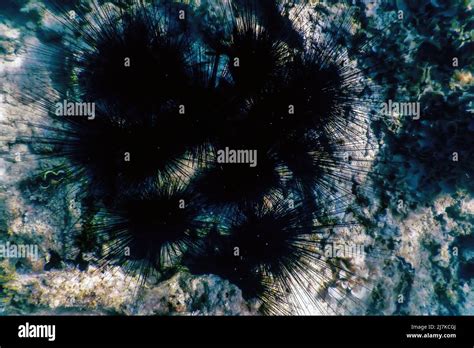 Common Long Spined Sea Urchin Diadema Antillarum Underwater Marine
