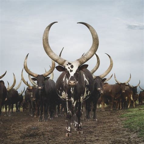 ◄ ►bookmark◄❌►▲ ▼toggle alltoc▲ ▼add to libraryremove from library • bshow commentnext new farmer's weekly used to be packed with pitiful accounts of cows poisoned with exotic substances, battered with heavy metal bars, writhing in. 聖なる牛の神々しい姿を撮影した写真 : カラパイア | アニマルプラネット, 牛, アニマルキングダム