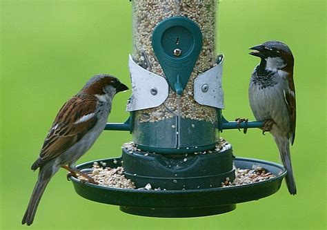 How fun would that be?! 5 Ways to Attract Beautiful Birds to Your Yard - Off The ...