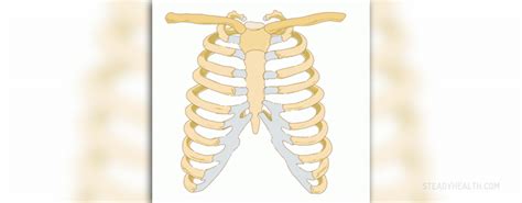 Spine = the row of bones down the middle of your back. Pain In Center Of Body Below Rib Cage - ovulation symptoms