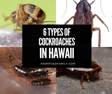 6 Different Types Of Cockroaches In Hawaii How To Avoid These Pests