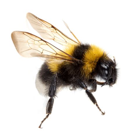 Bumble Bee Ark Pest Control And Prevention