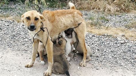 Rescued From Solitude Mother Dog And Her Pups Safeguarded From The