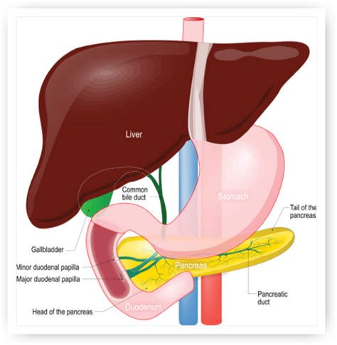 Liver And Pancreas Diagram