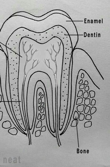 Draw The Diagram Of A Structure Of Molar Tooth And Prepare On It