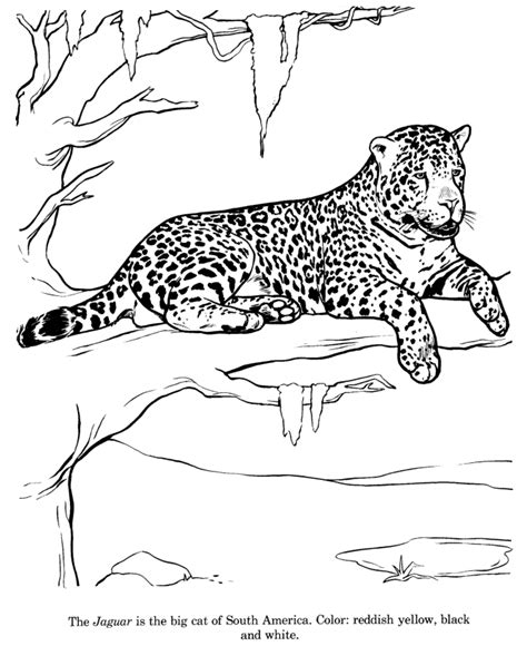 Jaguar Coloring Page Printable Coloring Page Free Coloring Home