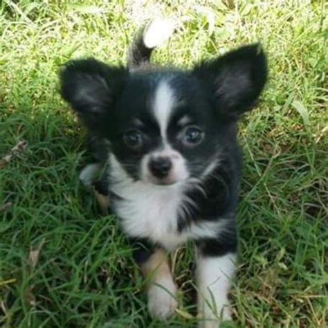 I only have 2 left. *Tricolor Long Hair Chihuahua for Sale in Cleburne, Texas ...