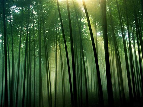 Free Download Silhouette Bamboo Forest Wallpaper Wallpaper