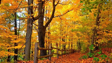 1920x1080 Park Nature Trees Walk Leaves Forest Colors Road Fall