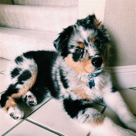 All About The Australian Shepherd Dog Breed Information