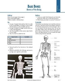 Fibula (lower leg) 15.9 4. Human Body: Skeletal System Activity, Learn Major Human Bones | TpT