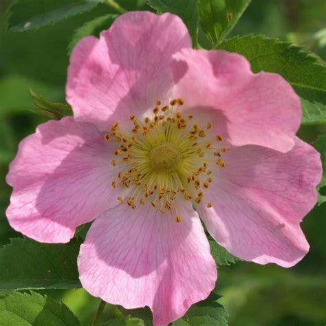 Suņu Roze Wild Rose