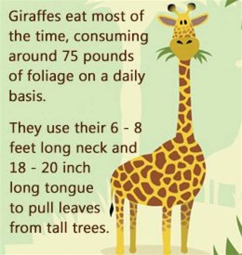 Eating Habits Of Giraffes Mammals Mammals Facts Giraffe Habitat