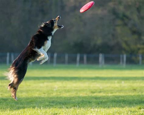 A Guide To Playing Dog Frisbee And Choosing The Perfect Disc For Your