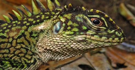 New Lizard Species Look Like Evil Dinosaur Hybrids Wired Uk