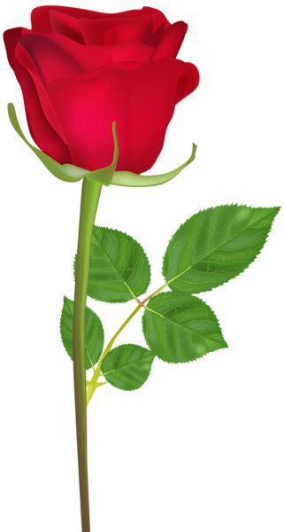 Rose With Stem Red Png Clip Art Image Rose Flower Png Rose Flower