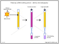 Purifying A Dna Binding Protein Affinity Chromatography Illustrations