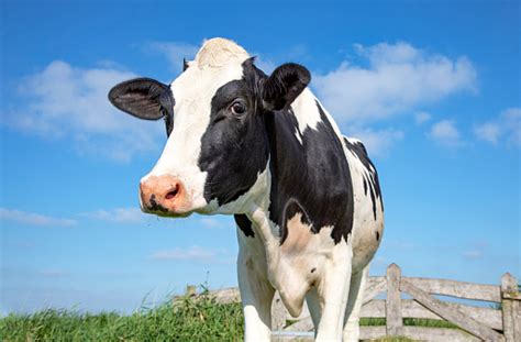 Mature Black And White Cow Gentle Look In Front Of An Old Wooden Fence