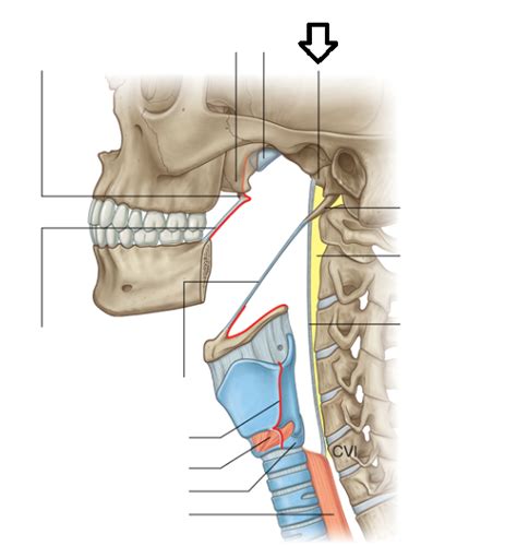 Level 2 Head And Neck Memrise