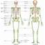 Human Skeleton  Skeletal System Function Bones