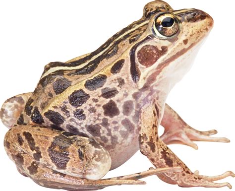 Frog Png Image
