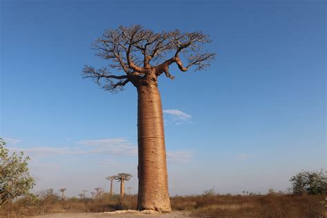 Baobab The “tree Of Life” Is Slowly Dying Beyonder