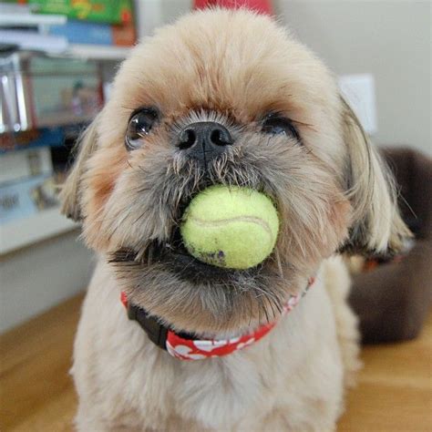 Dougie The Shih Tzu On Instagram Ready To Play Shih Tzu Dog Shih