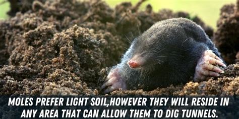 13 Animals That Dig Holes In Yard Identifying Holes In Yard 2023
