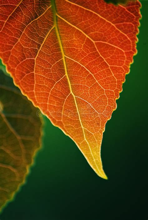 Autumn Leaves Imagen De Archivo Imagen De Noviembre 60121163