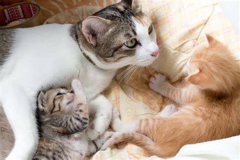Pregnant Cat Labor Signs Behavior And Timeline