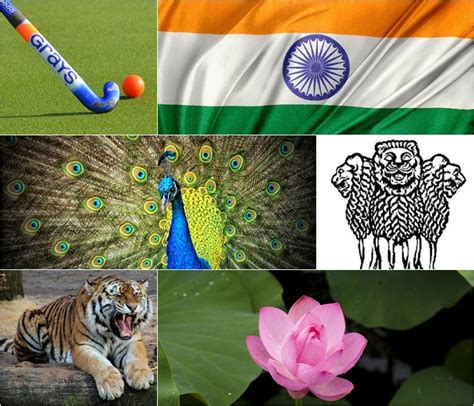National Symbols Of India Peacock