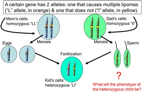 A recessive trait is expressed only in homozygous state in diploids as its effect is masked by presence of dominant allele in the heterozygous condition. Mendelian Patterns of Inheritance