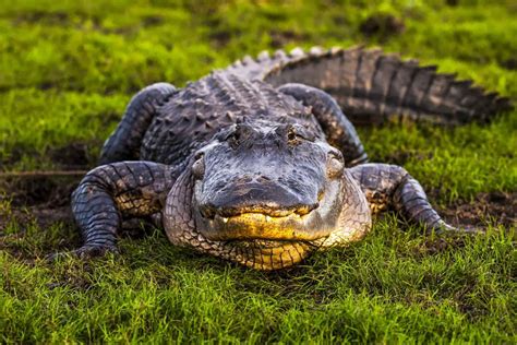 6 Largest Alligators Ever Recorded Our Planet
