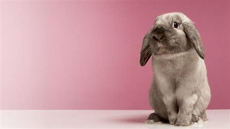 Very Cute Rabbit Hd Desktop Wallpaper Widescreen High Definition