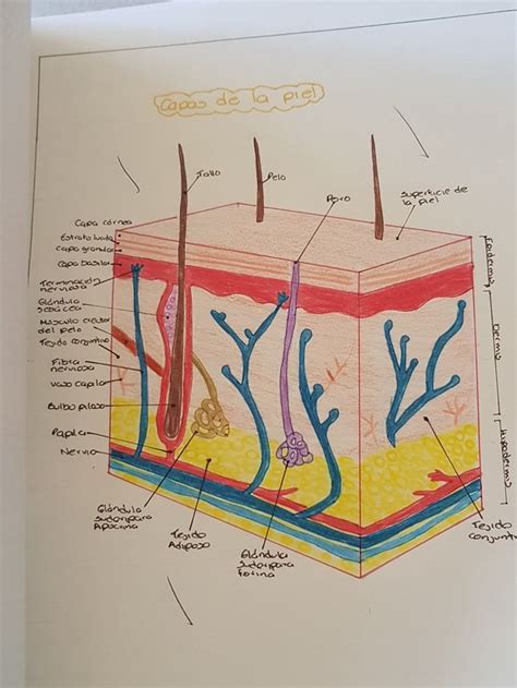 Sistema Tegumentario Anatomía De La Piel Libros De Anatomia Capas