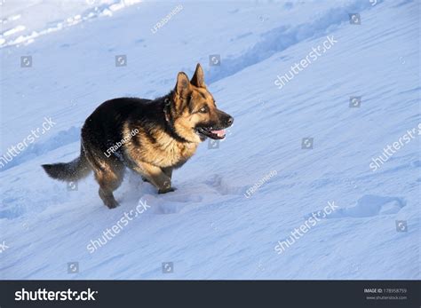 German Shepherd Dog Running In The Snow Stock Photo