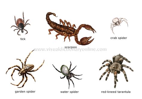Fun Arachnids Facts For Kids