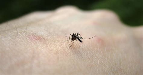 Are You A Mosquito Magnet It May Be Genetic Cbs News