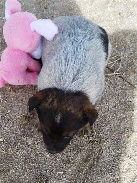 Australian cattle dog breed information, pictures, facts, history, temperament, care, and training. Australian Cattle Dog puppy dog for sale in Silvercliff, Colorado