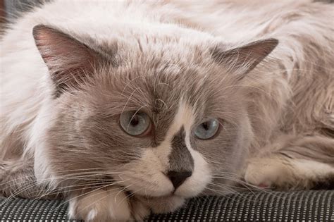 7 Best Cat Breeds With Children Choosing The Right Cat For You Cats