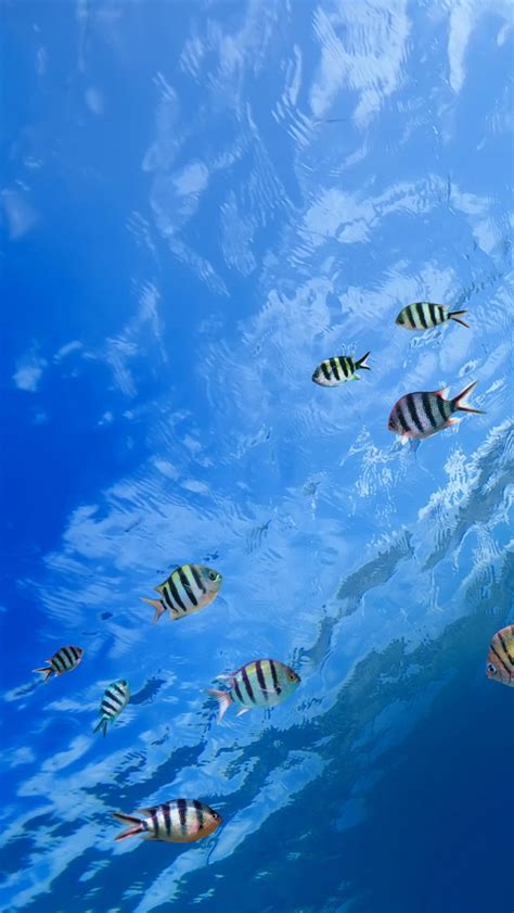 Underwater Tropical Fish Iphone Wallpapers Free Download
