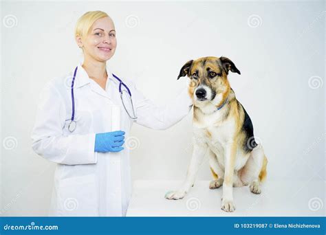 Dog At A Vet Stock Image Image Of Help Cute Exam 103219087