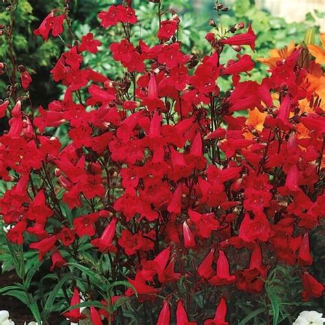 250 Red Firecracker Penstemon Seeds Seed World