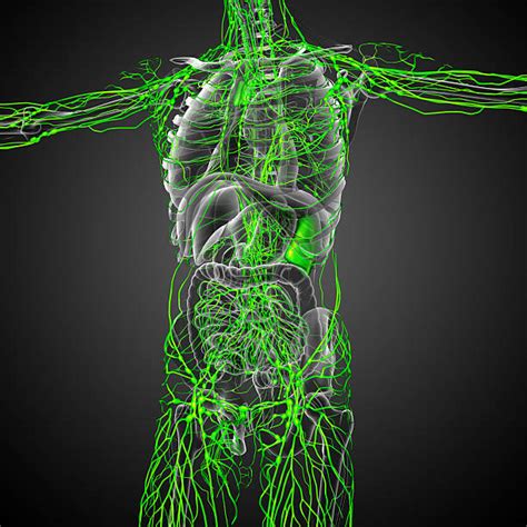 Lymphatic System Stock Photos Pictures And Royalty Free Images Istock