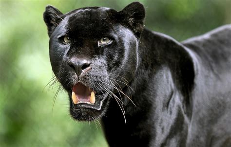 Wallpaper Look Face Jaguar Fangs Wild Cat Black Panther Images For