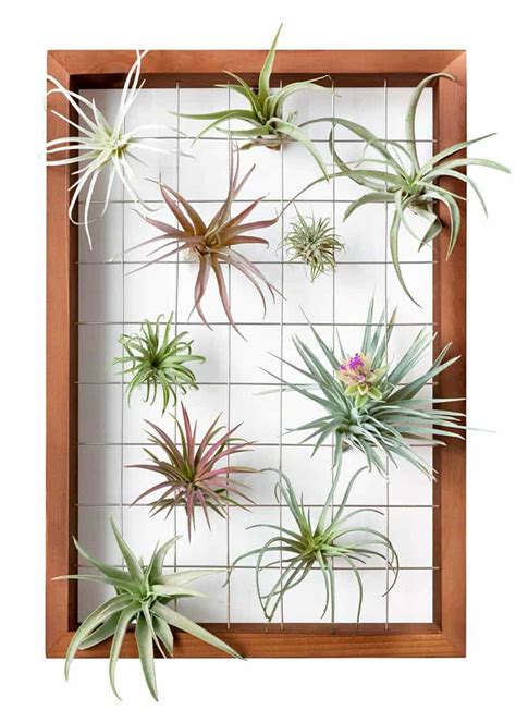 How To Use Hanging Air Plants Instead Of Boring Deco Things