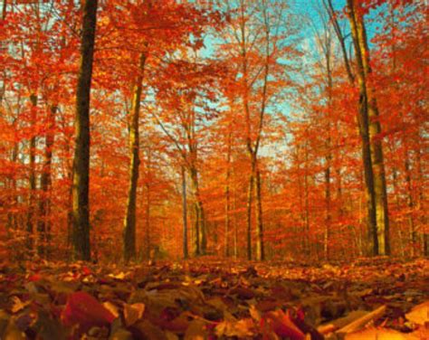 Nature Photography Autumn Photograph Burnt Orange