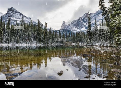 Cathedral Mountain Across Little Lake Ohara Along Outlet Stream From