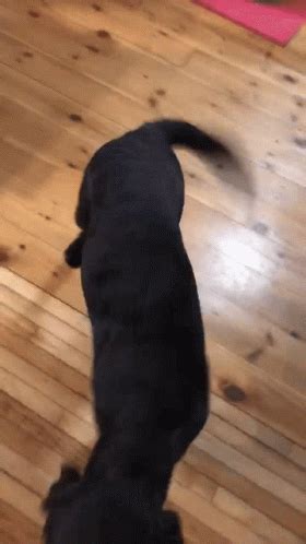 Tail Wagging GIF Tail Wagging Happy Discover Share GIFs